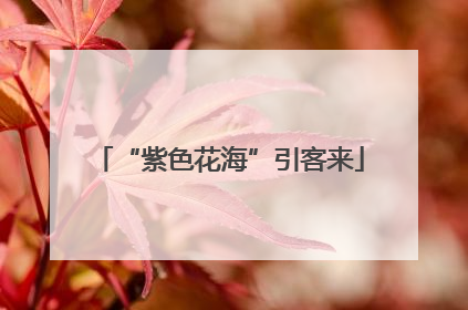 “紫色花海”引客来