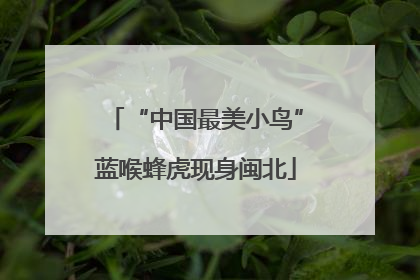 “中国最美小鸟”蓝喉蜂虎现身闽北