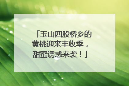 玉山四股桥乡的黄桃迎来丰收季，甜蜜诱惑来袭！