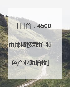 甘谷：4500亩辣椒移栽忙 特色产业助增收