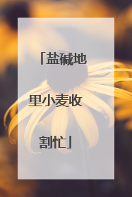 盐碱地里小麦收割忙
