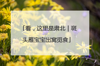 看，这里是肃北｜斑头雁宝宝出窝觅食