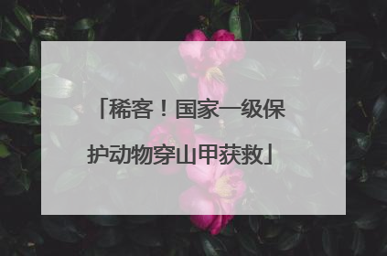 稀客！国家一级保护动物穿山甲获救