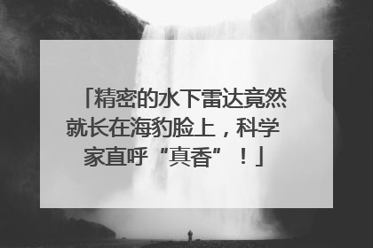 精密的水下雷达竟然就长在海豹脸上，科学家直呼“真香”！