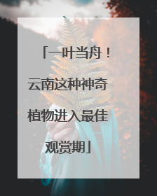 一叶当舟！云南这种神奇植物进入最佳观赏期