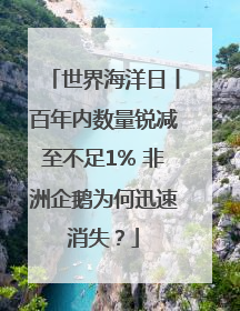 世界海洋日丨百年内数量锐减至不足1% 非洲企鹅为何迅速消失？
