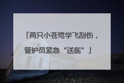 两只小苍鹭学飞刮伤，管护员紧急“送医”