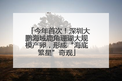 今年首次！深圳大鹏海域鹿角珊瑚大规模产卵，形成“海底繁星”奇观