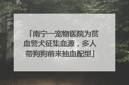 南宁一宠物医院为贫血警犬征集血源，多人带狗狗前来抽血配型