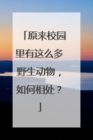 原来校园里有这么多野生动物，如何相处？