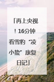 再上央视！16分钟看雪豹“凌小蛰”康复日记