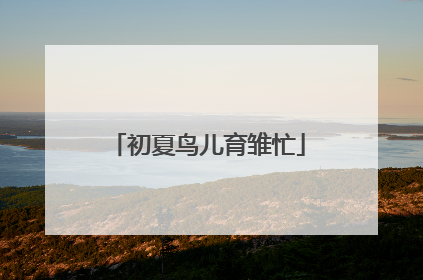 初夏鸟儿育雏忙