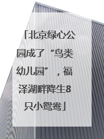 北京绿心公园成了“鸟类幼儿园”，福泽湖畔降生8只小鸳鸯
