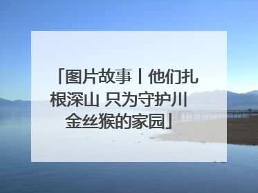 图片故事丨他们扎根深山 只为守护川金丝猴的家园
