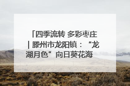 四季流转 多彩枣庄｜滕州市龙阳镇：“龙湖月色”向日葵花海 绘就乡村振兴新画卷