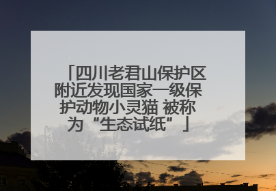 四川老君山保护区附近发现国家一级保护动物小灵猫 被称为“生态试纸”
