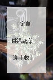 宁夏：供港蔬菜迎丰收