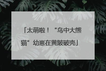 太萌啦！“鸟中大熊猫”幼崽在黄陂破壳