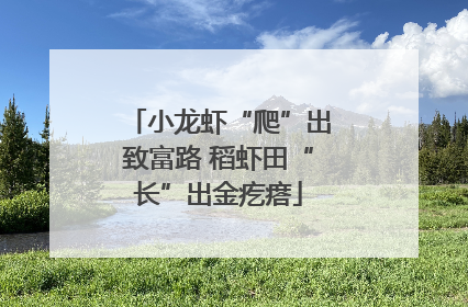 小龙虾“爬”出致富路 稻虾田“长”出金疙瘩
