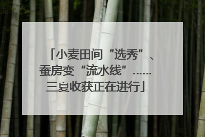 小麦田间“选秀”、蚕房变“流水线”……三夏收获正在进行