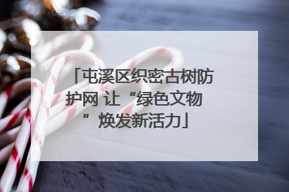 屯溪区织密古树防护网 让“绿色文物”焕发新活力