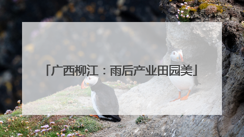 广西柳江：雨后产业田园美