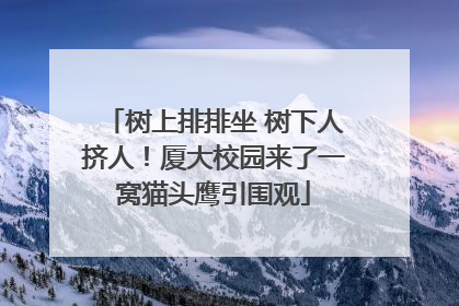 树上排排坐 树下人挤人！厦大校园来了一窝猫头鹰引围观