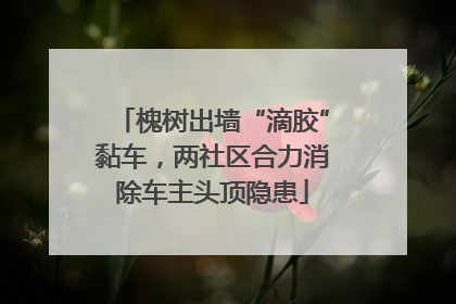 槐树出墙“滴胶”黏车，两社区合力消除车主头顶隐患
