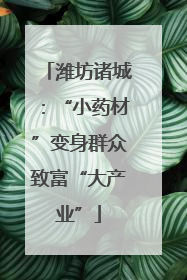 潍坊诸城：“小药材”变身群众致富“大产业”