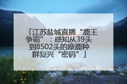 江苏盐城直播“鹿王争霸”：感知从39头到8502头的麋鹿种群复兴“密码”