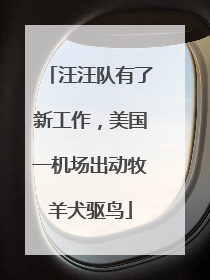 汪汪队有了新工作，美国一机场出动牧羊犬驱鸟