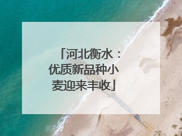 河北衡水：优质新品种小麦迎来丰收
