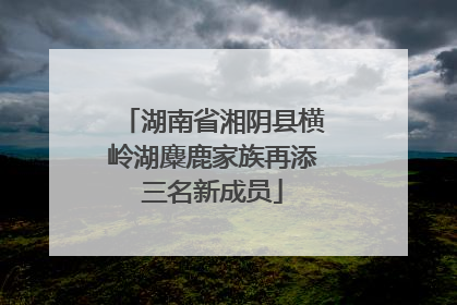 湖南省湘阴县横岭湖麋鹿家族再添三名新成员