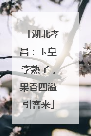 湖北孝昌：玉皇李熟了，果香四溢引客来