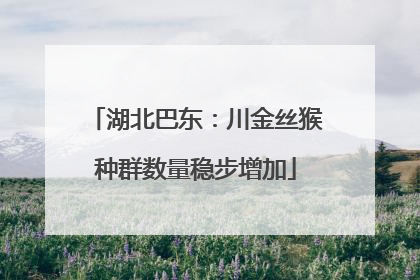 湖北巴东：川金丝猴种群数量稳步增加