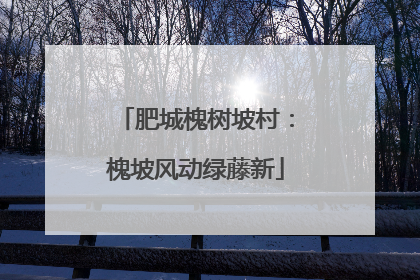肥城槐树坡村：槐坡风动绿藤新