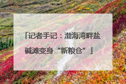 记者手记：渤海湾畔盐碱滩变身“新粮仓”
