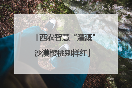 西农智慧“灌溉” 沙漠樱桃别样红