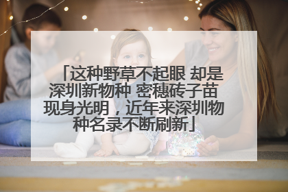 这种野草不起眼 却是深圳新物种 密穗砖子苗现身光明，近年来深圳物种名录不断刷新