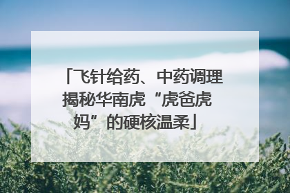 飞针给药、中药调理 揭秘华南虎“虎爸虎妈”的硬核温柔