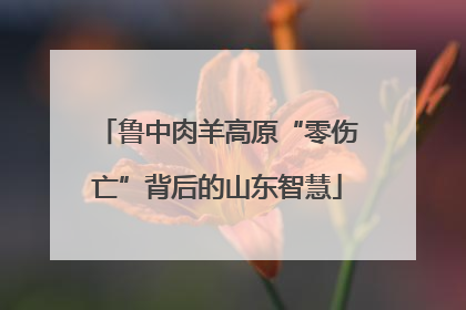 鲁中肉羊高原“零伤亡”背后的山东智慧