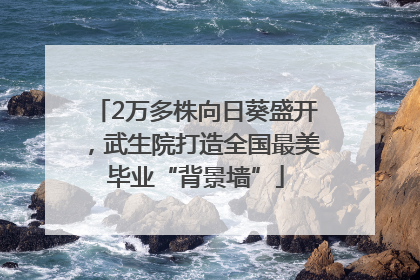 2万多株向日葵盛开，武生院打造全国最美毕业“背景墙”